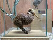 museo giacomo doria genua 7-2019 7865